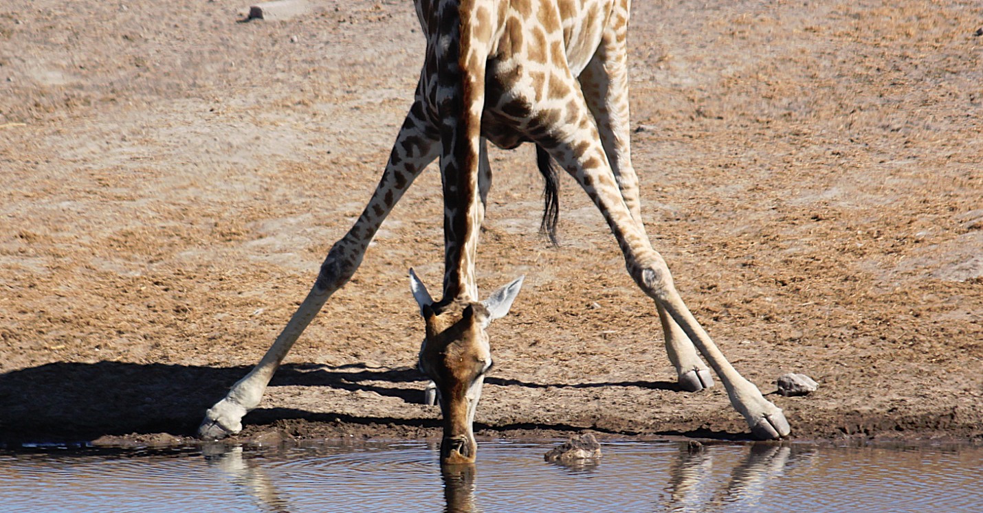 Namibie_Etosha4_2015_Img0070