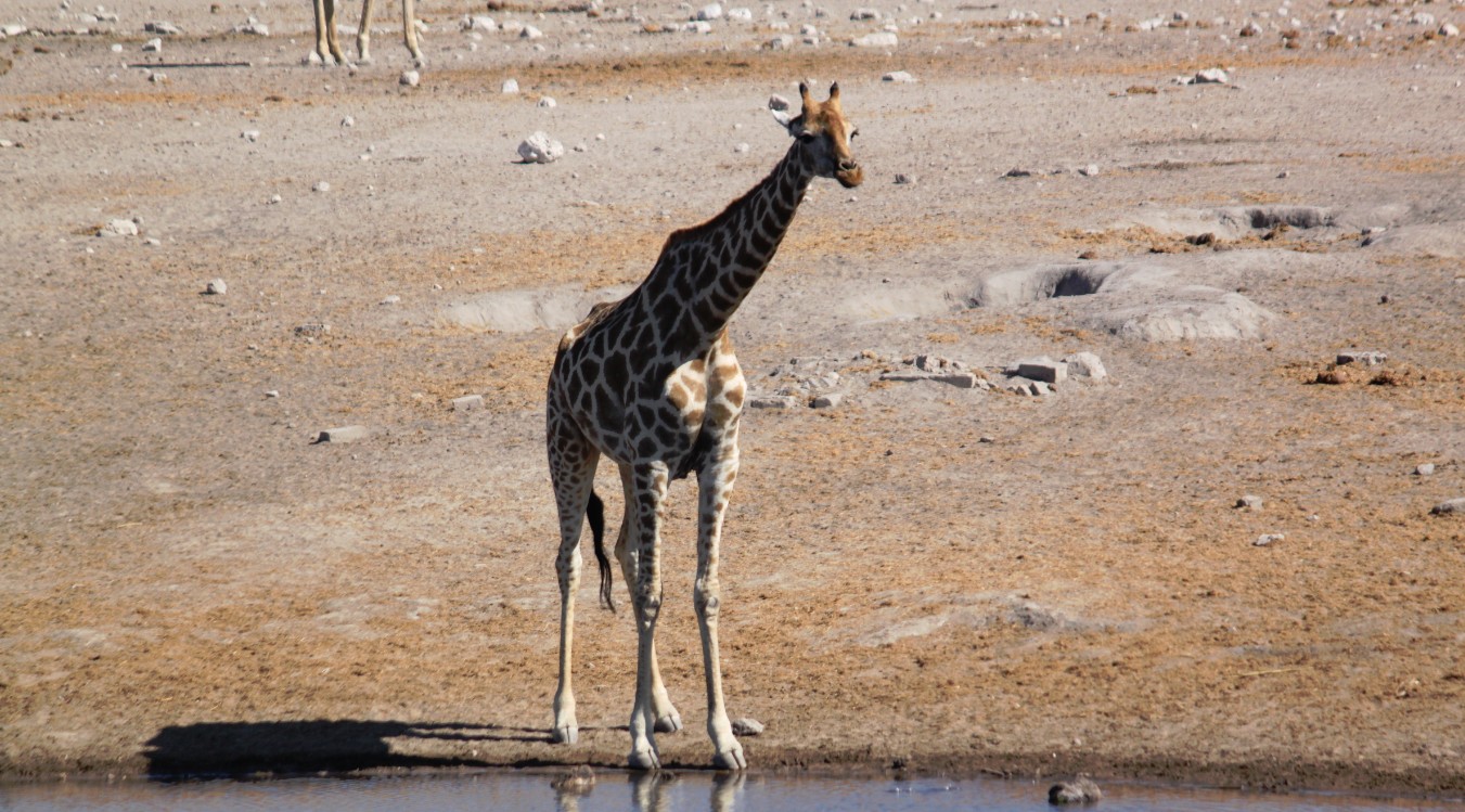 Namibie_Etosha4_2015_Img0072