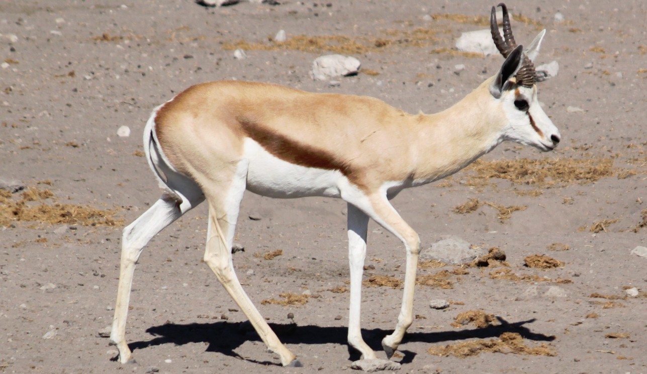 Namibie_Etosha4_2015_Img0075