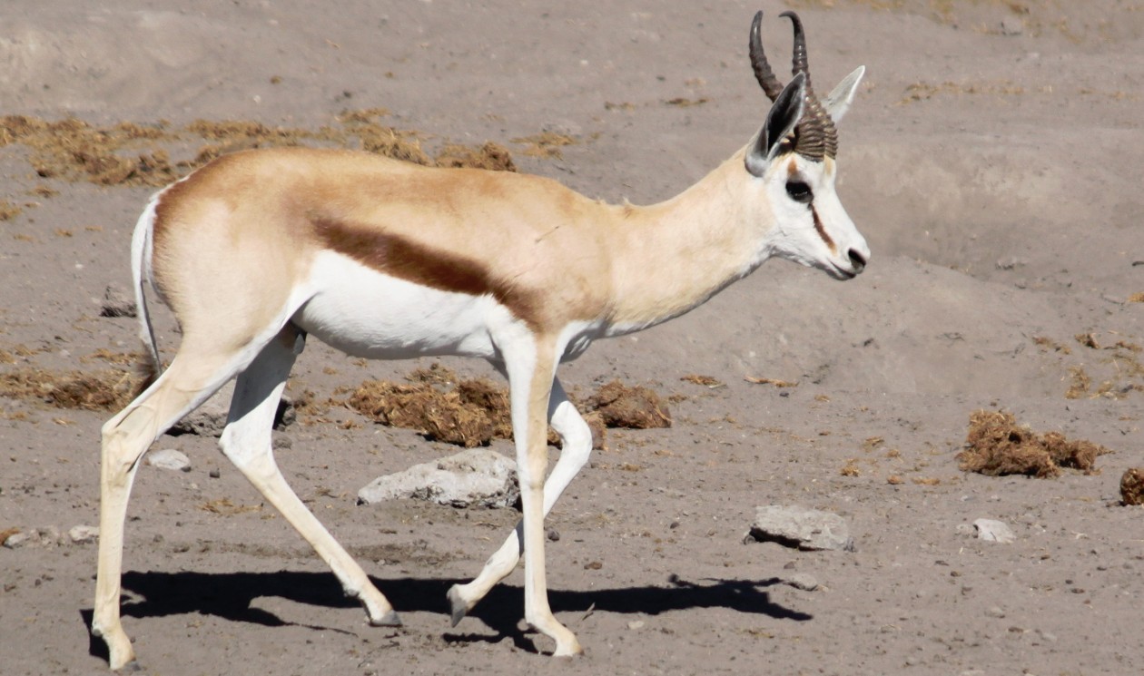 Namibie_Etosha4_2015_Img0077