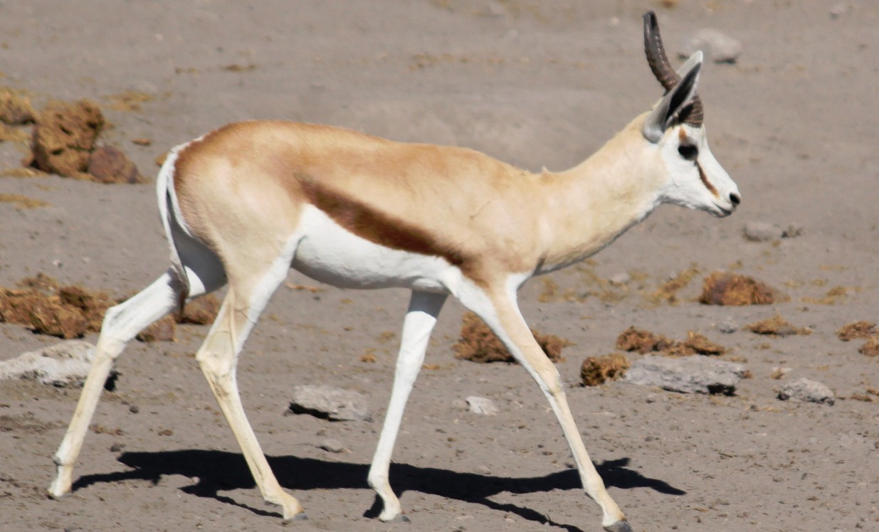 Namibie_Etosha4_2015_Img0078