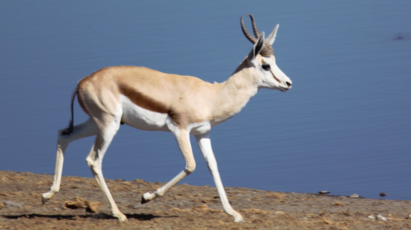 Namibie_Etosha4_2015_Img0079