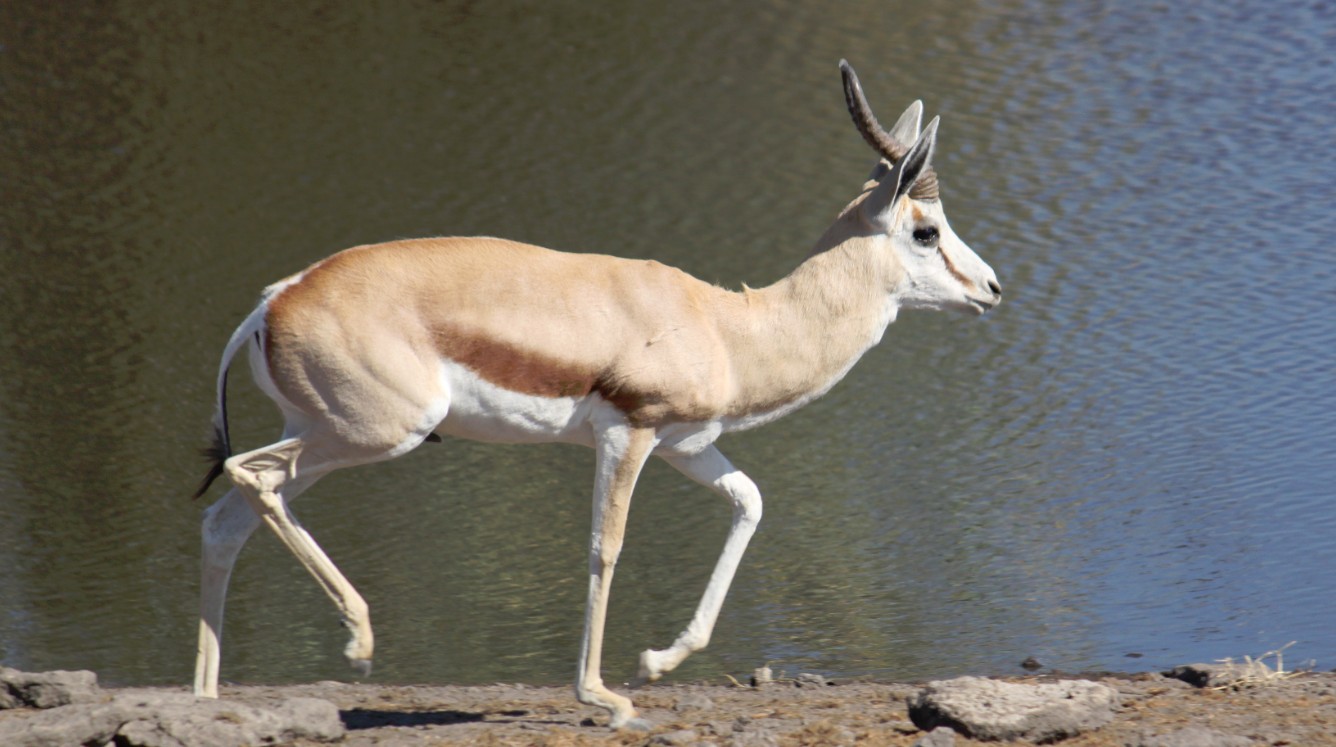 Namibie_Etosha4_2015_Img0080