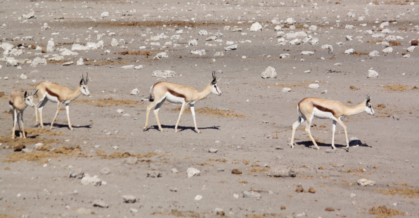 Namibie_Etosha4_2015_Img0081