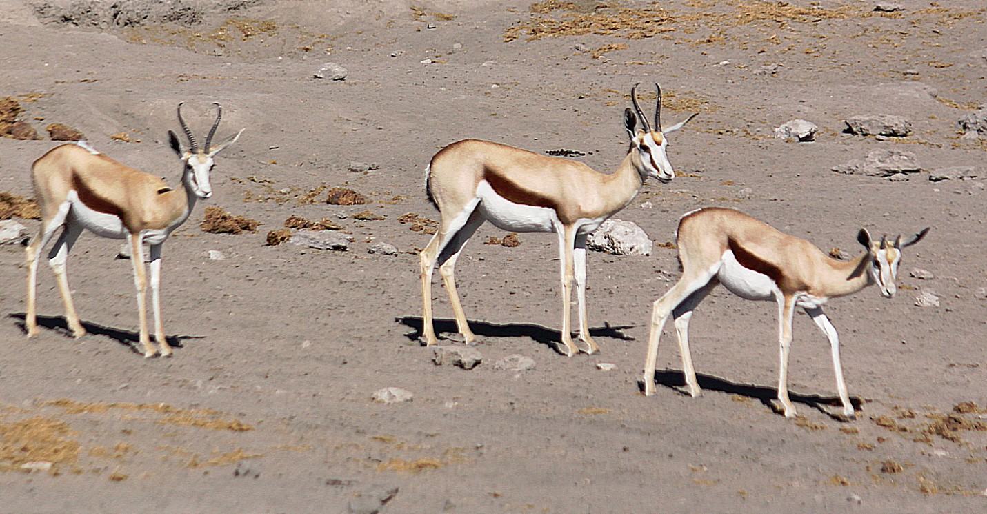 Namibie_Etosha4_2015_Img0082