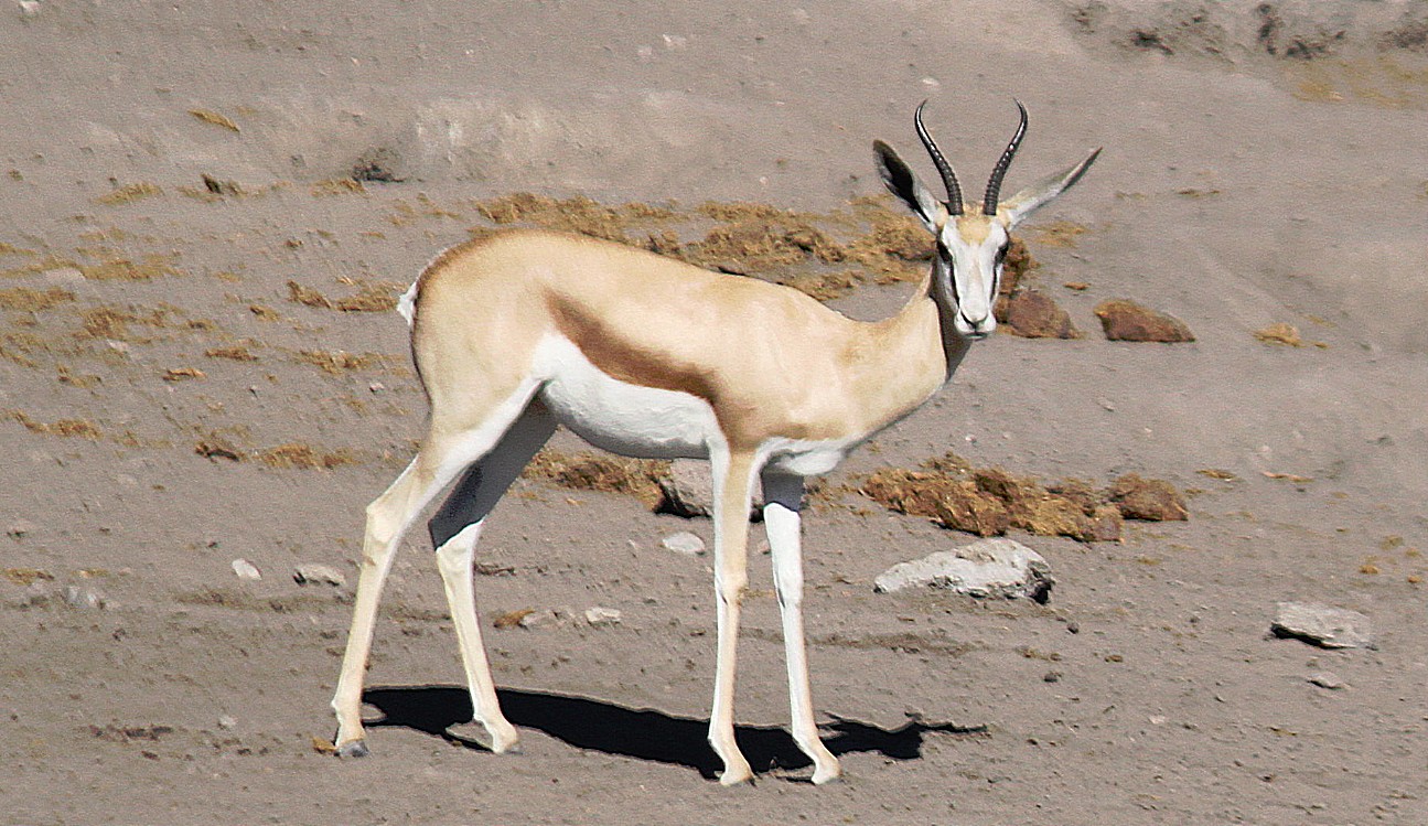 Namibie_Etosha4_2015_Img0083