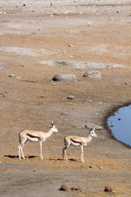 Namibie_Etosha4_2015_Img0084