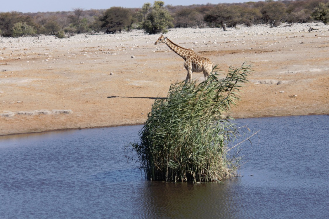 Namibie_Etosha4_2015_Img0085