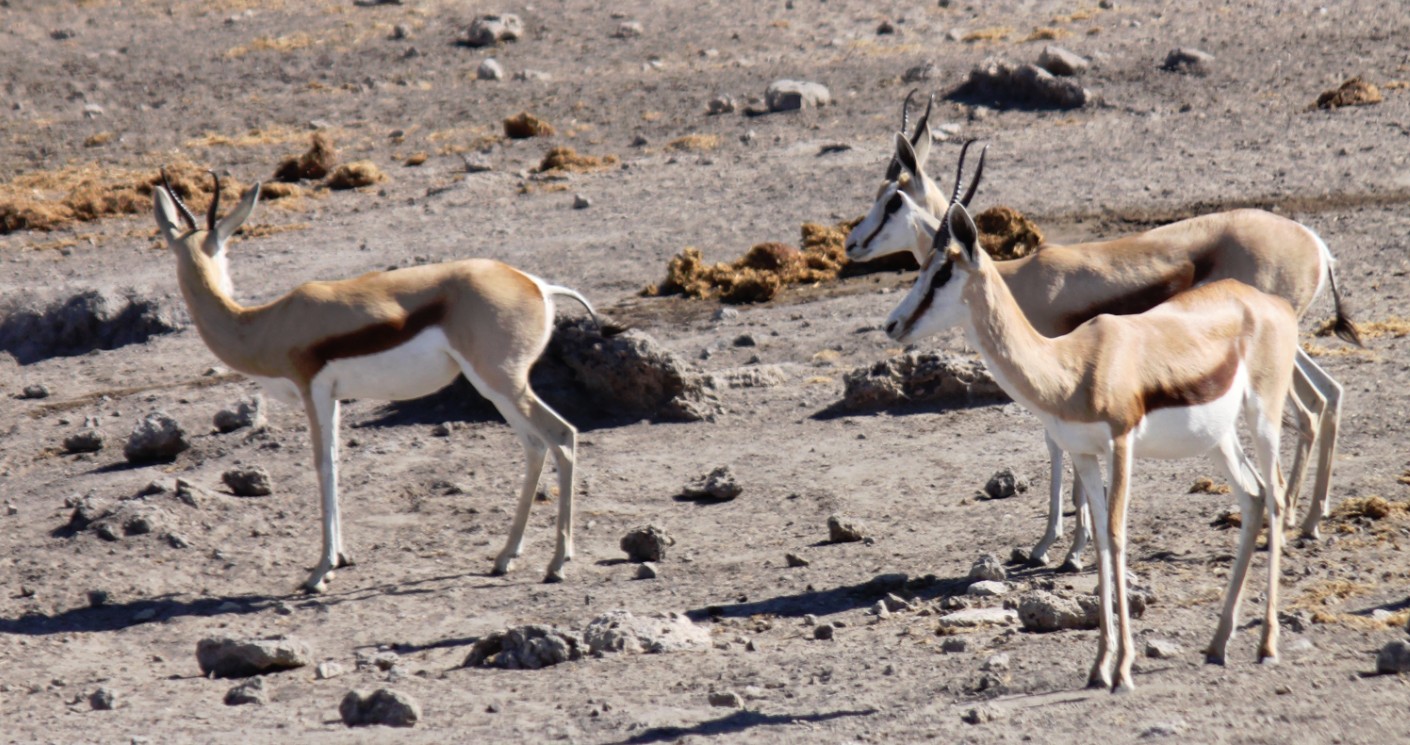 Namibie_Etosha4_2015_Img0087