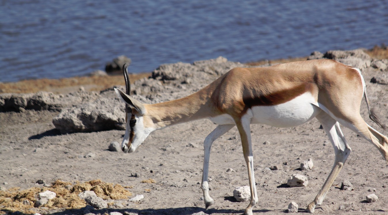 Namibie_Etosha4_2015_Img0088