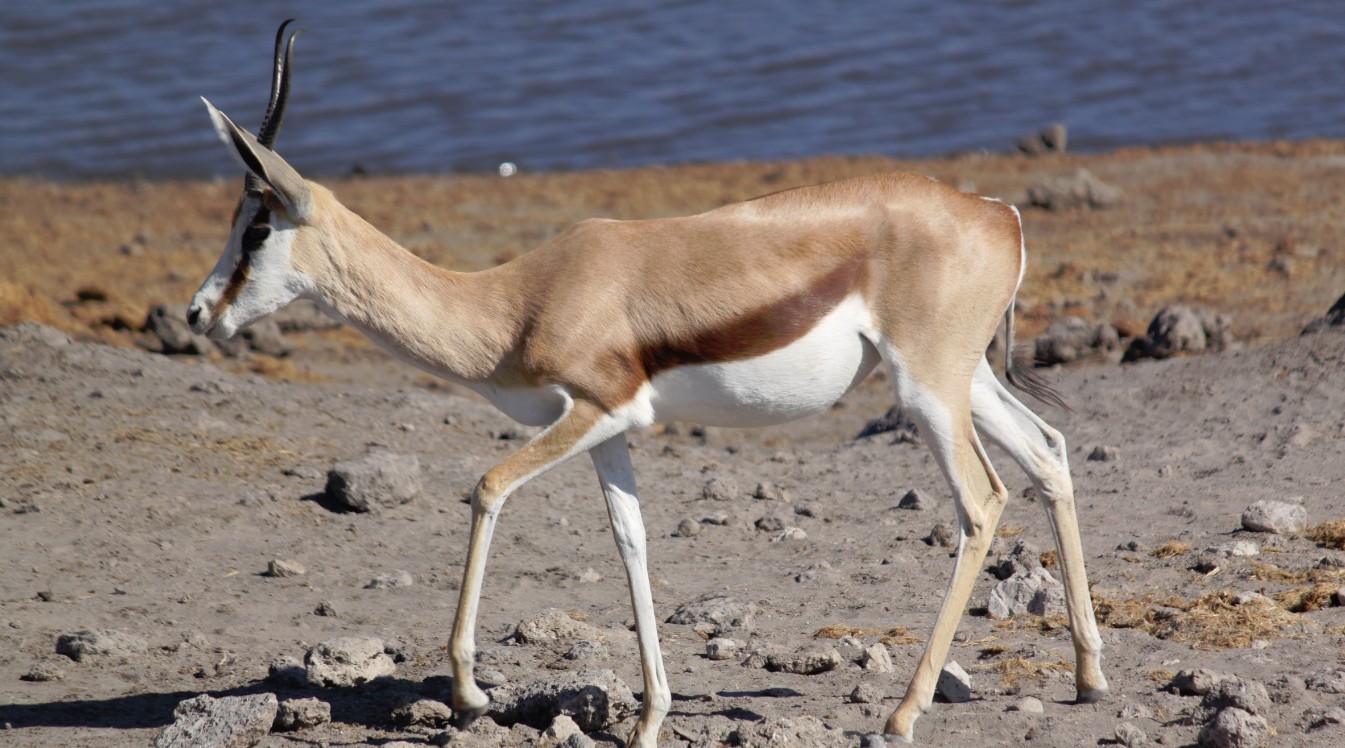 Namibie_Etosha4_2015_Img0089