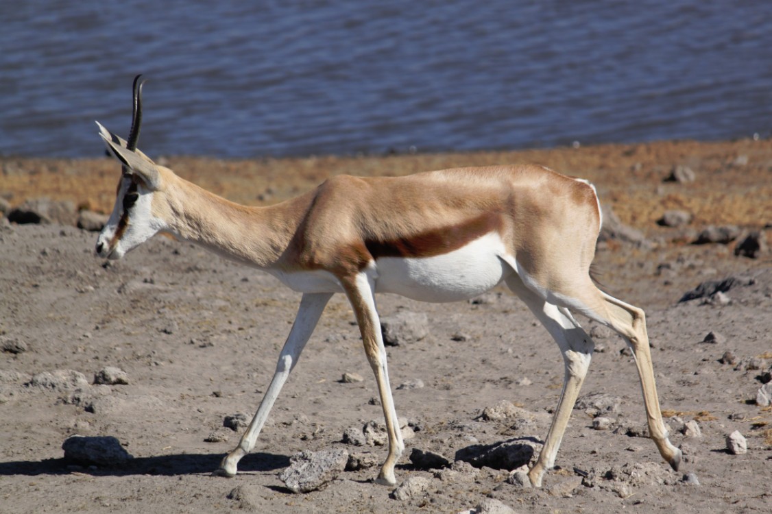 Namibie_Etosha4_2015_Img0090