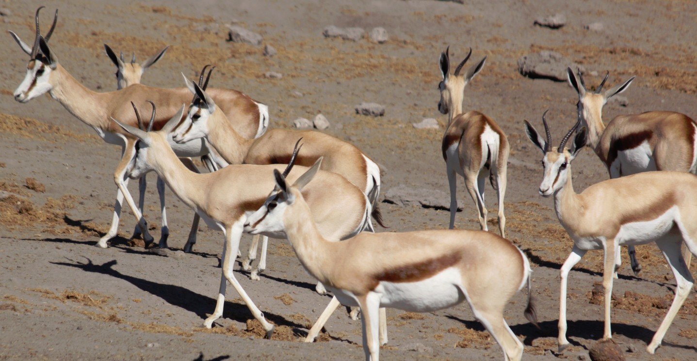 Namibie_Etosha4_2015_Img0091