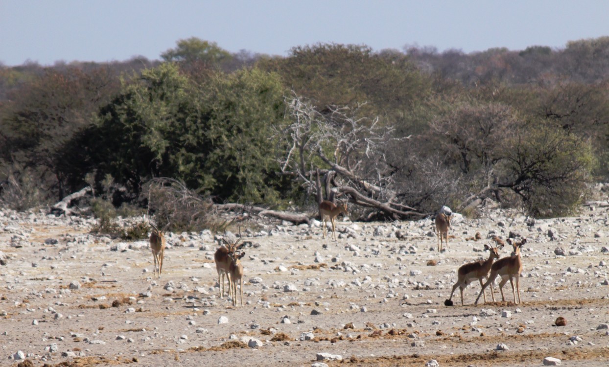 Namibie_Etosha4_2015_Img0092