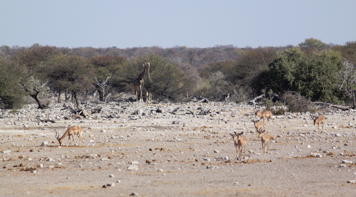 Namibie_Etosha4_2015_Img0093