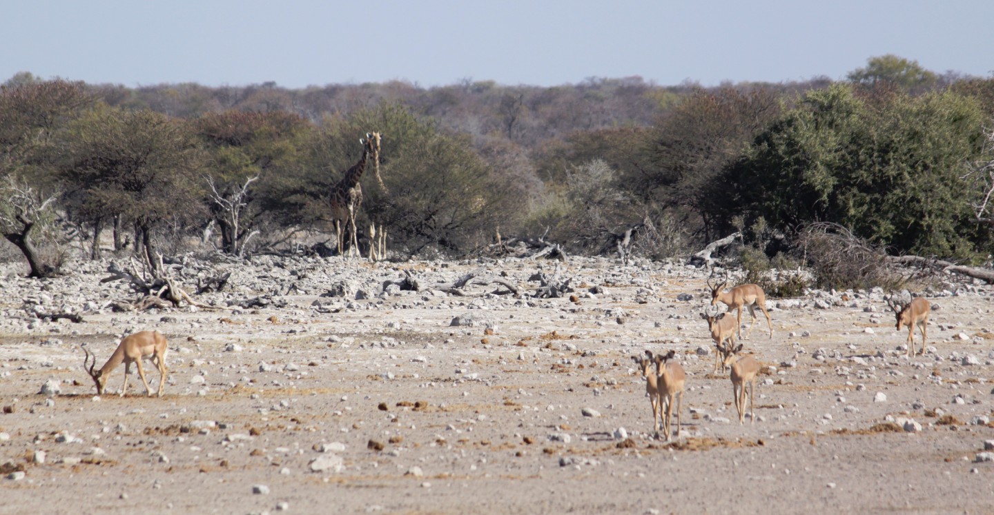 Namibie_Etosha4_2015_Img0094