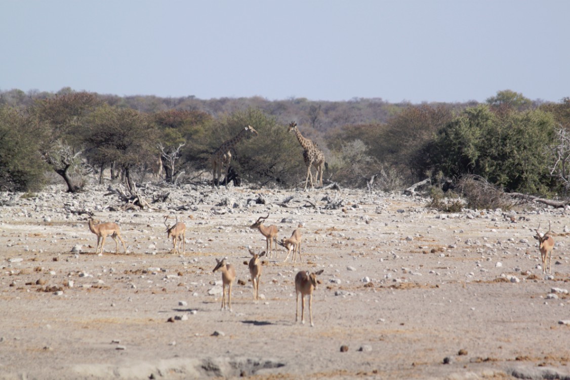 Namibie_Etosha4_2015_Img0095