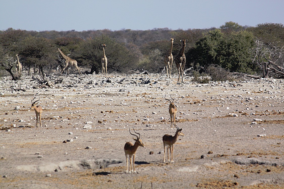 Namibie_Etosha4_2015_Img0096