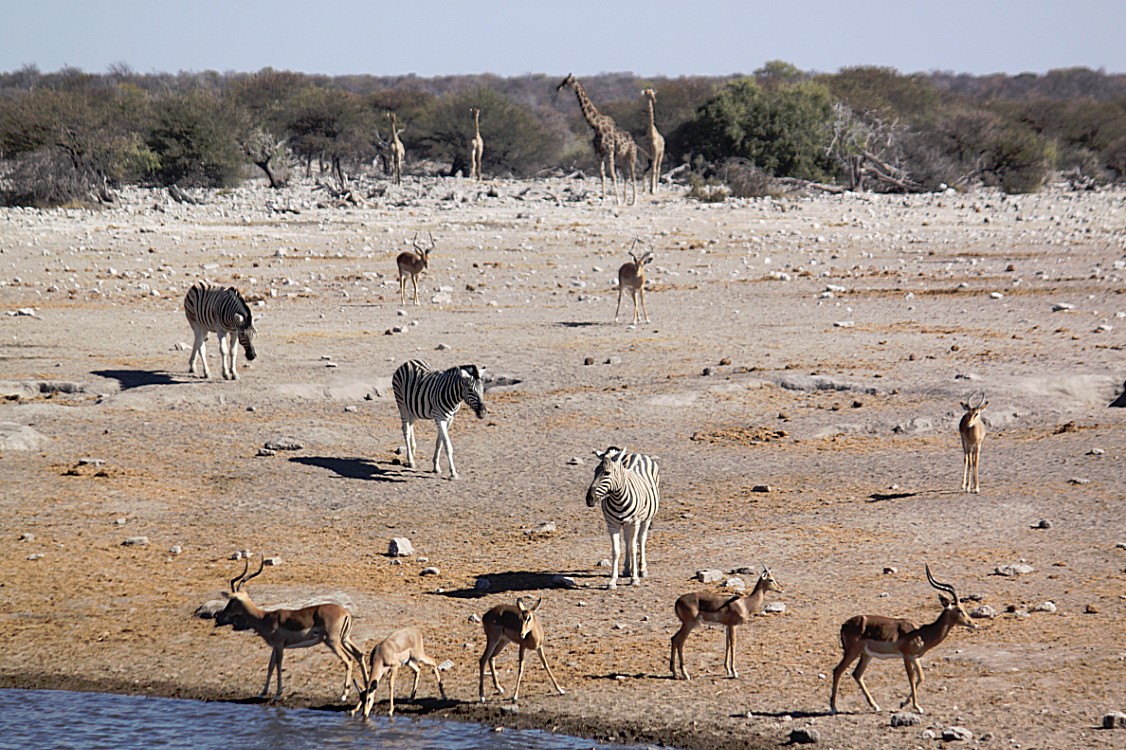 Namibie_Etosha4_2015_Img0097