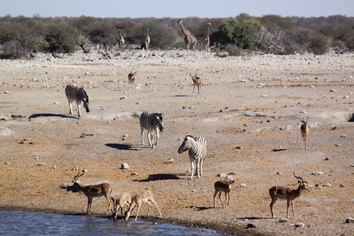 Namibie_Etosha4_2015_Img0098