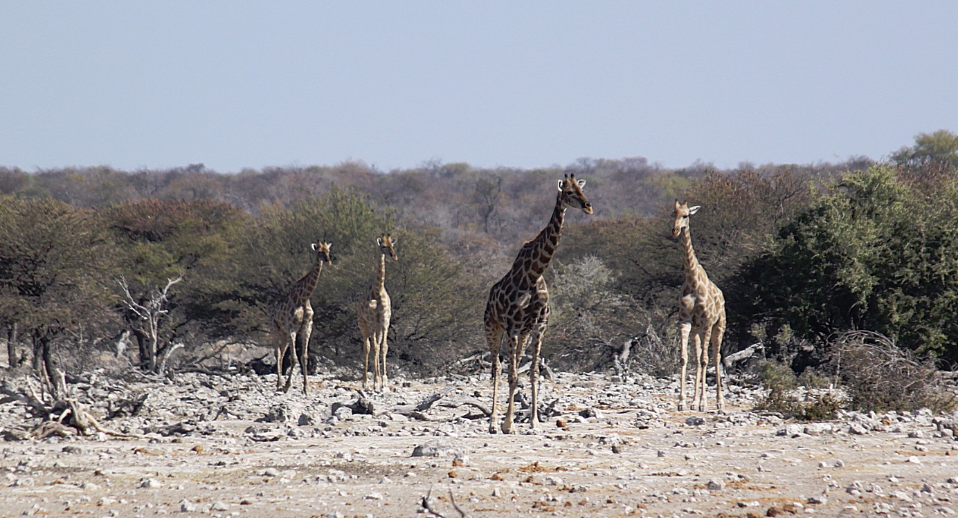 Namibie_Etosha4_2015_Img0099