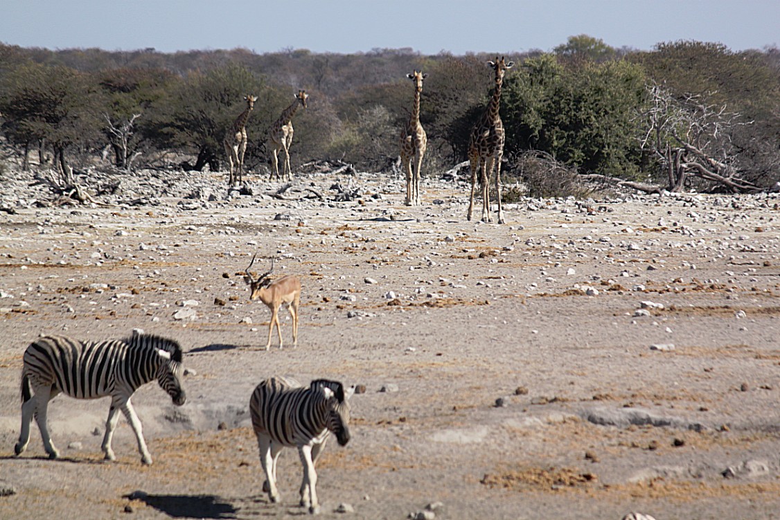 Namibie_Etosha4_2015_Img0100