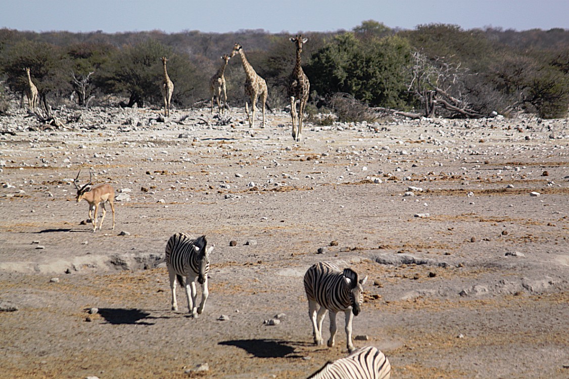 Namibie_Etosha4_2015_Img0101