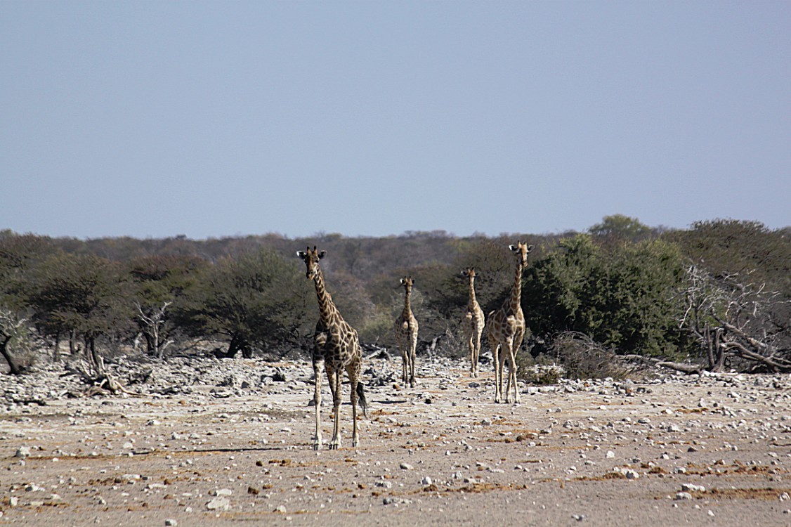 Namibie_Etosha4_2015_Img0102