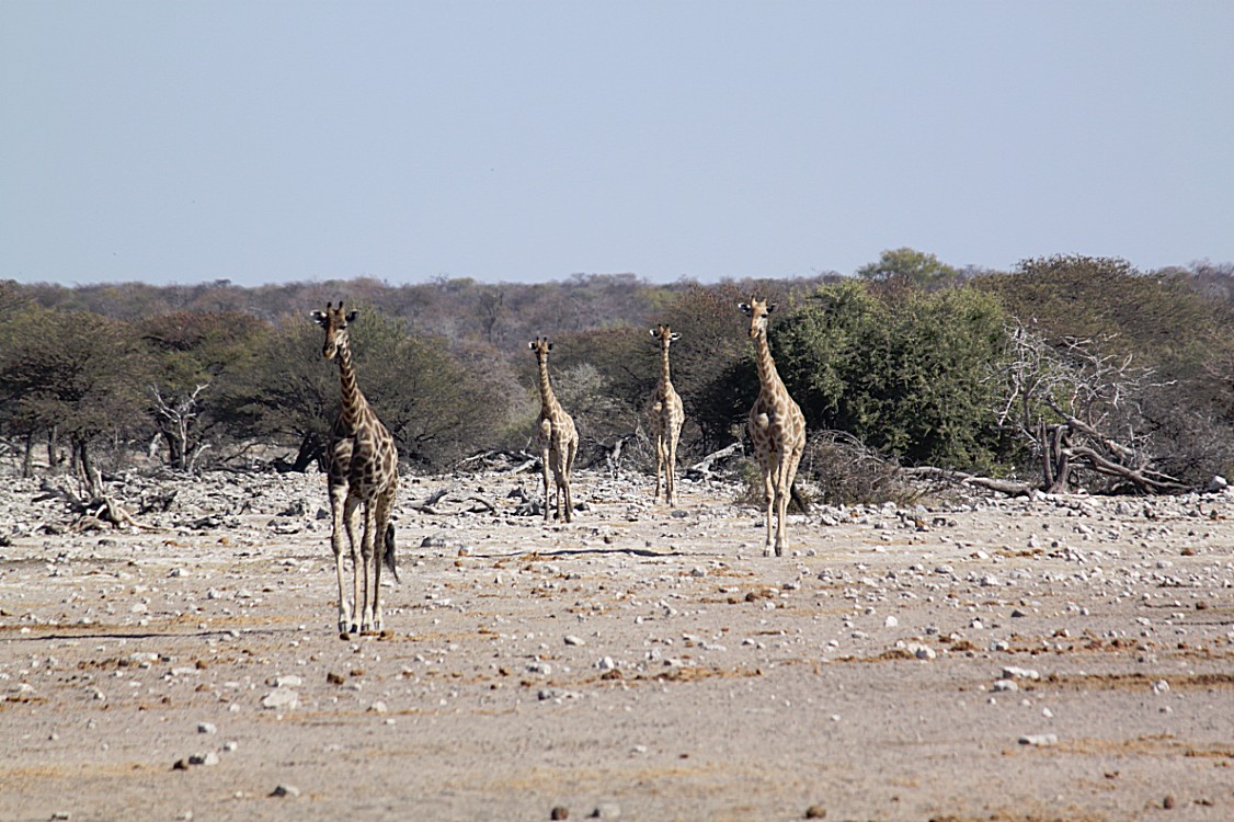 Namibie_Etosha4_2015_Img0103