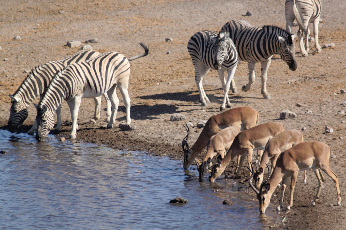 Namibie_Etosha4_2015_Img0104