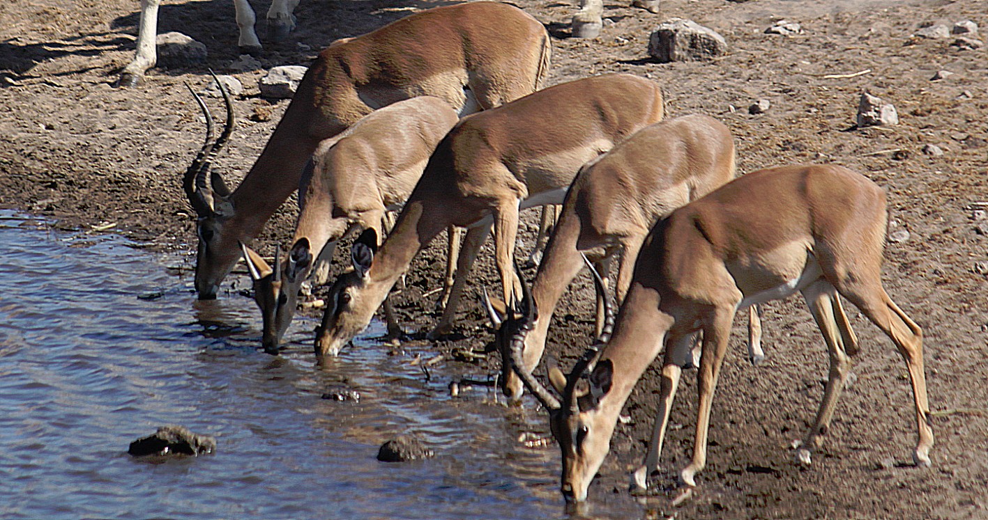 Namibie_Etosha4_2015_Img0105