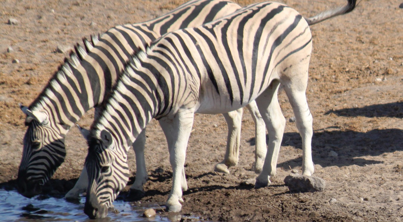 Namibie_Etosha4_2015_Img0106