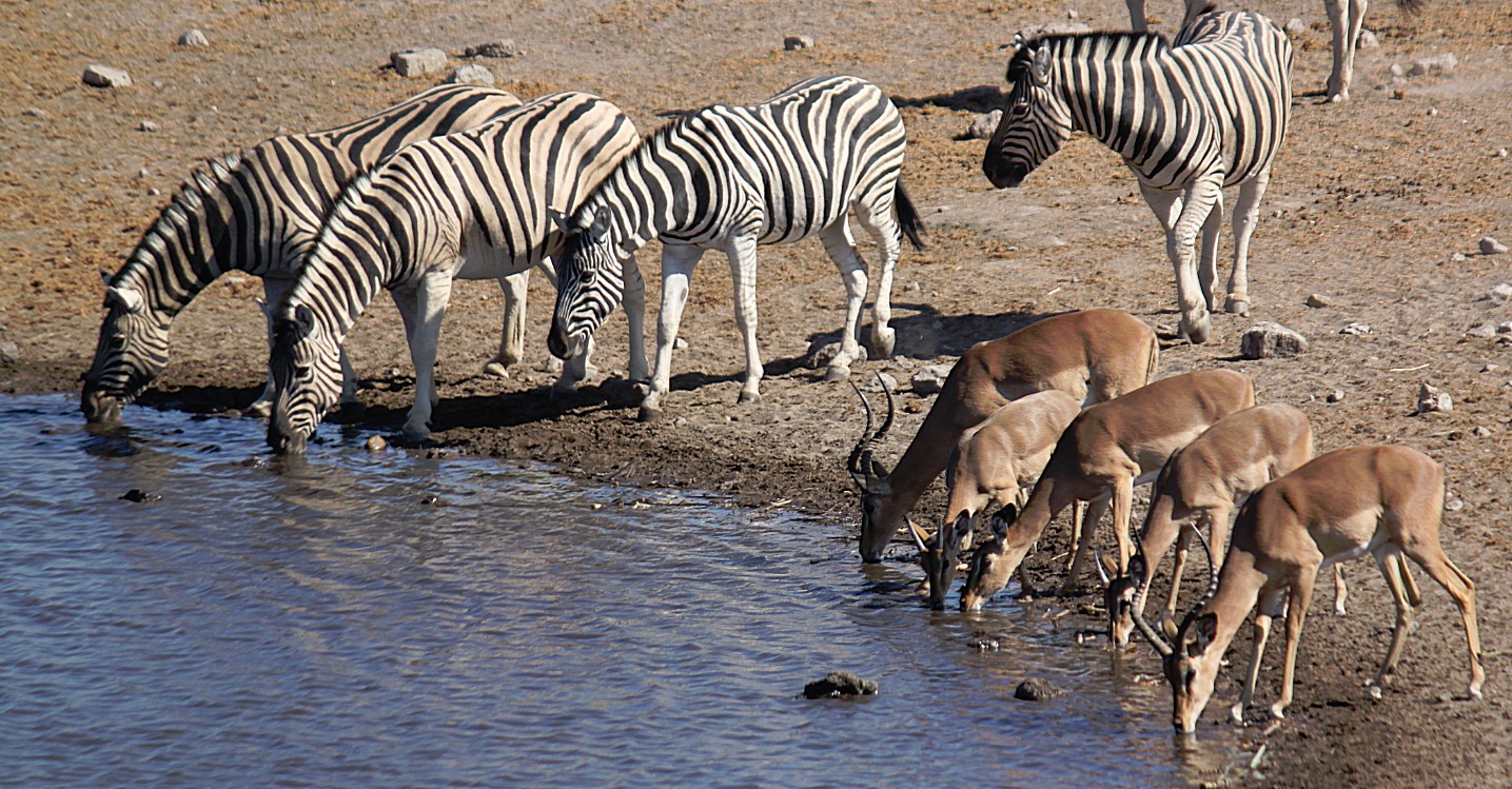 Namibie_Etosha4_2015_Img0107