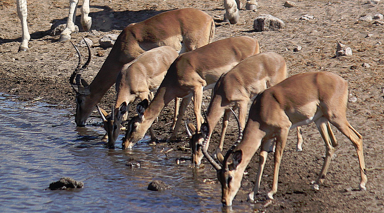 Namibie_Etosha4_2015_Img0108