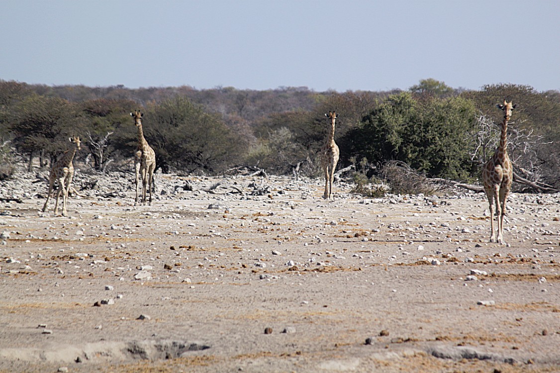 Namibie_Etosha4_2015_Img0109