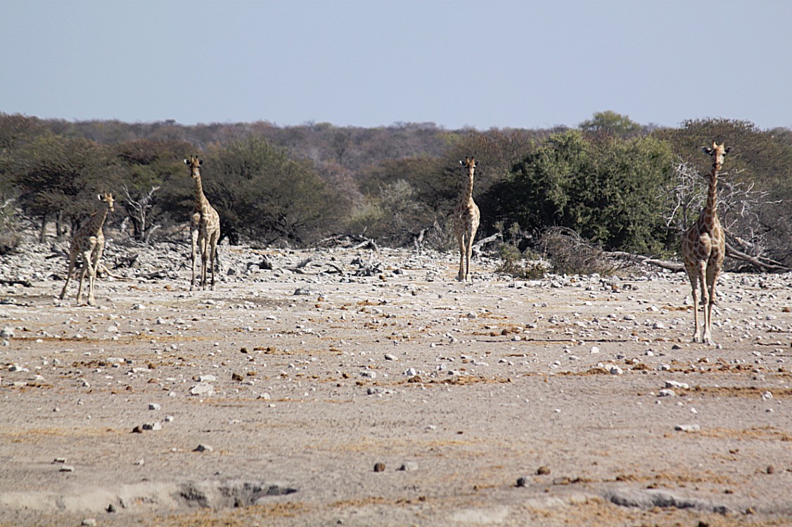 Namibie_Etosha4_2015_Img0109