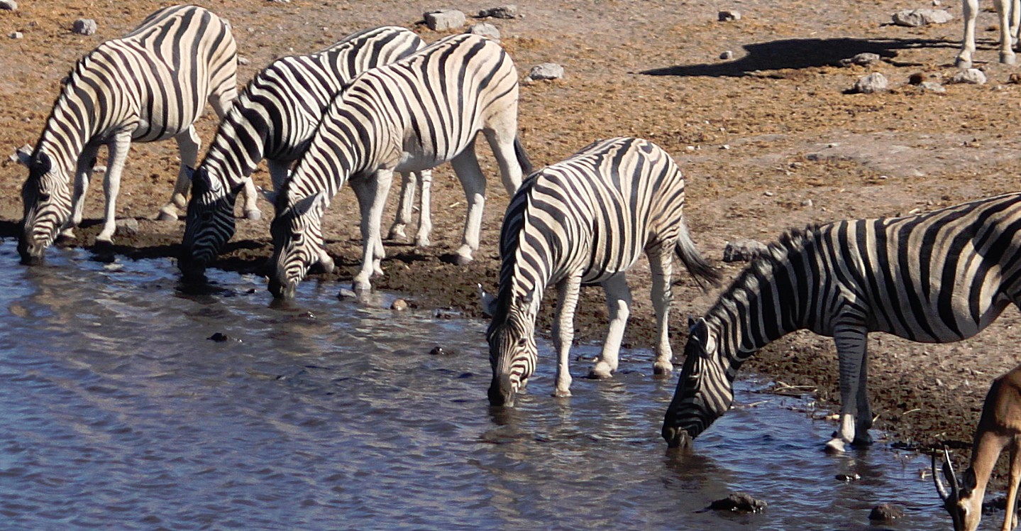 Namibie_Etosha4_2015_Img0110