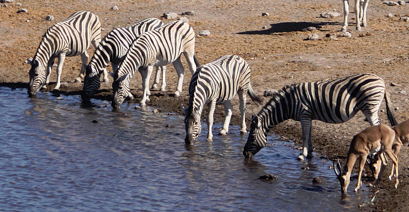 Namibie_Etosha4_2015_Img0111