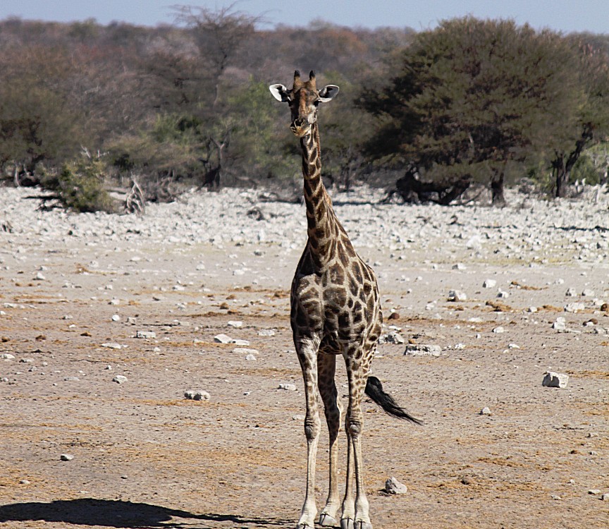 Namibie_Etosha4_2015_Img0112