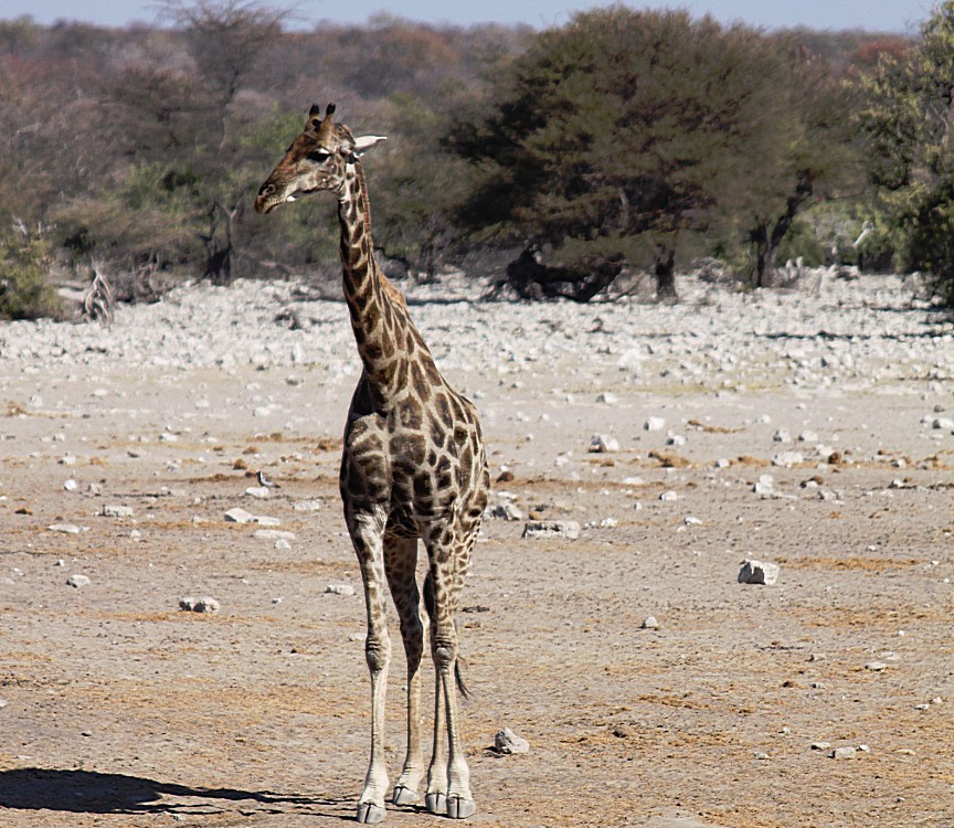 Namibie_Etosha4_2015_Img0113