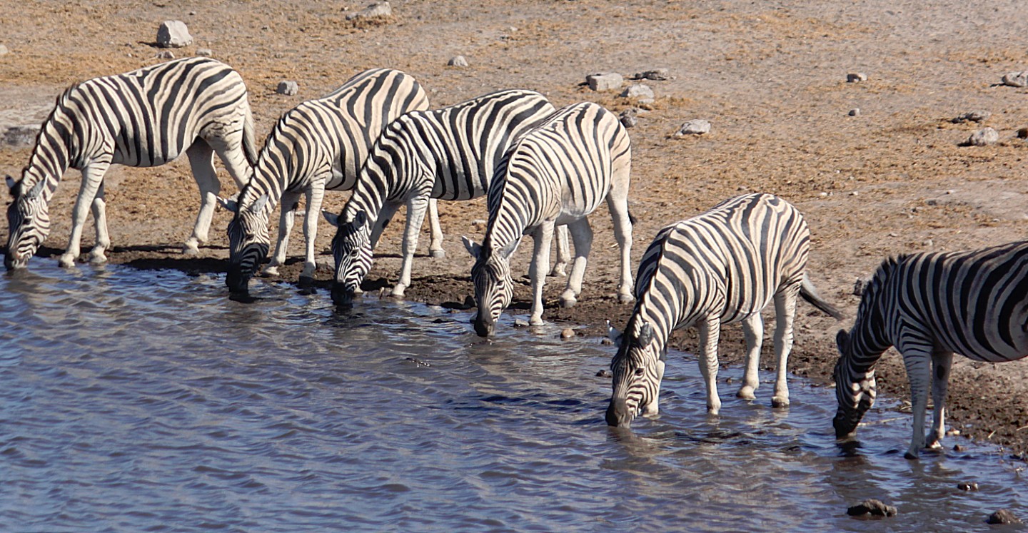 Namibie_Etosha4_2015_Img0114