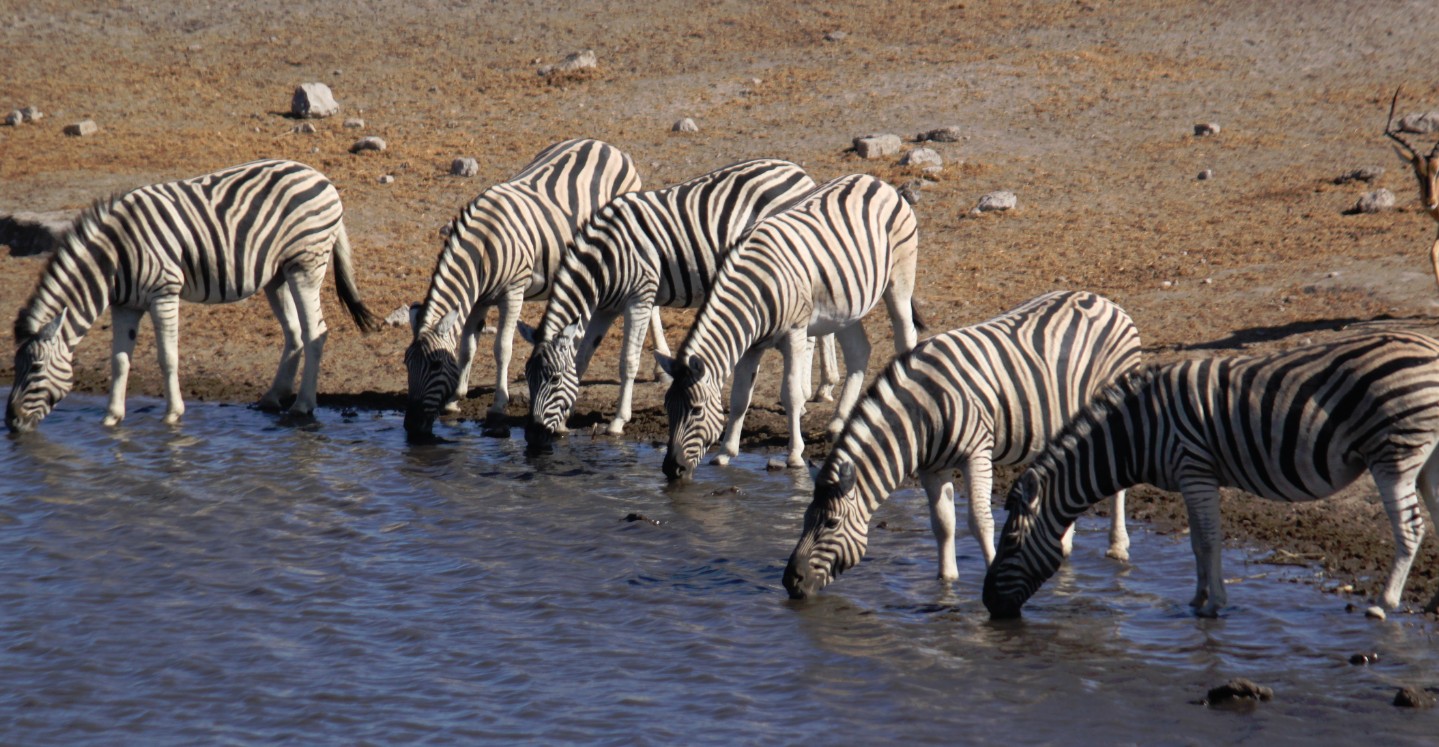 Namibie_Etosha4_2015_Img0115