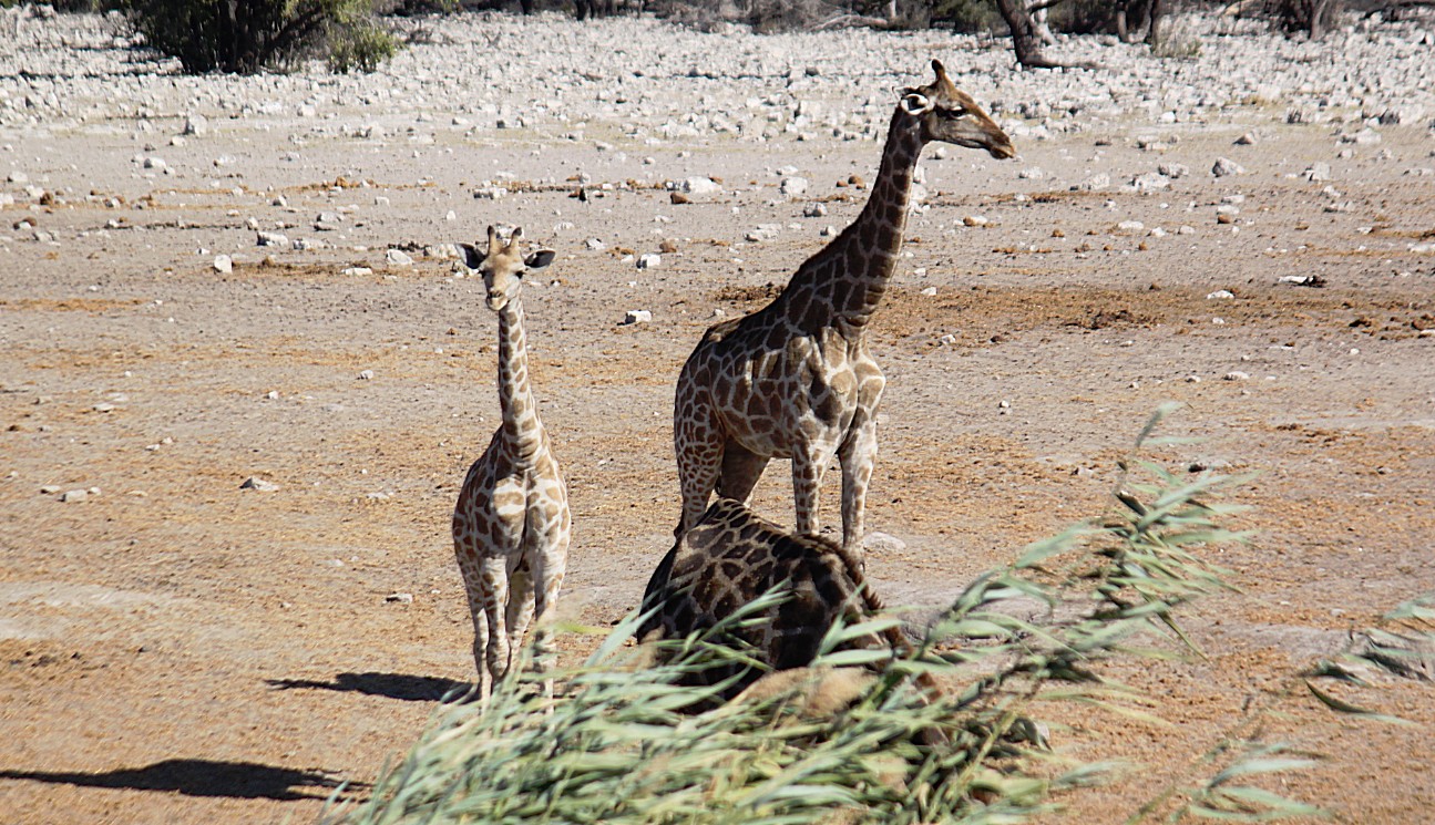 Namibie_Etosha4_2015_Img0116