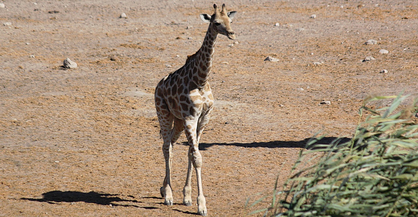 Namibie_Etosha4_2015_Img0117