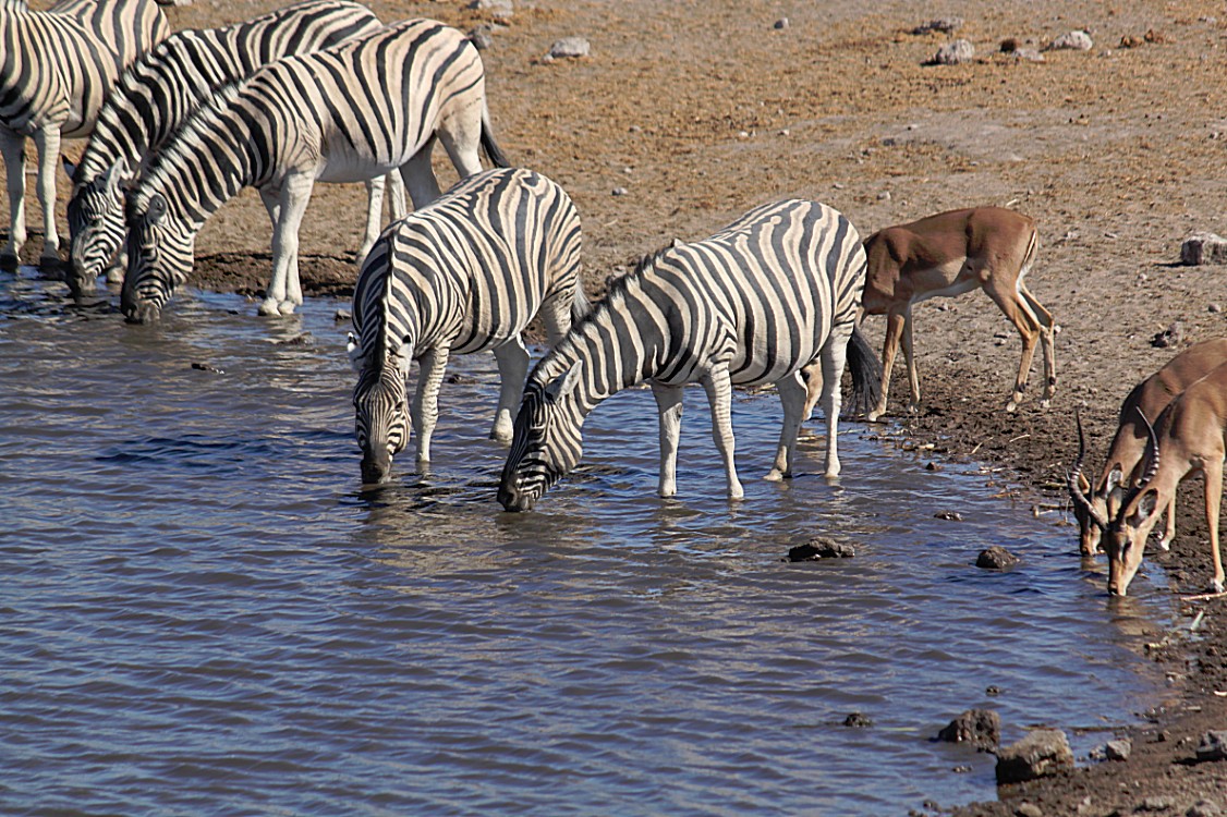 Namibie_Etosha4_2015_Img0118