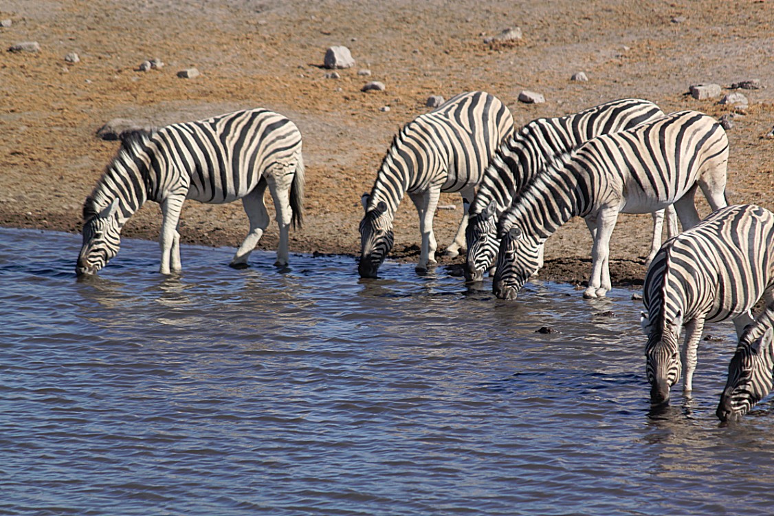 Namibie_Etosha4_2015_Img0119