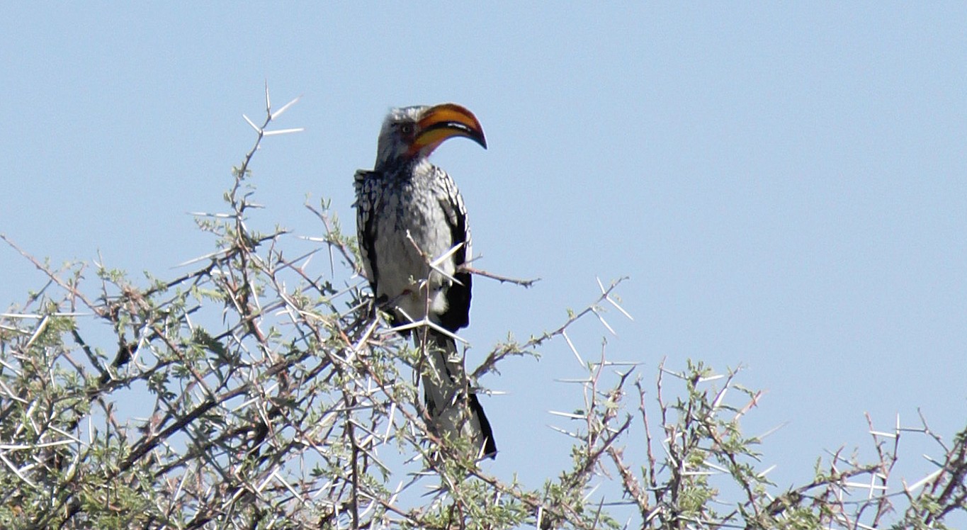 Namibie_Etosha4_2015_Img0120