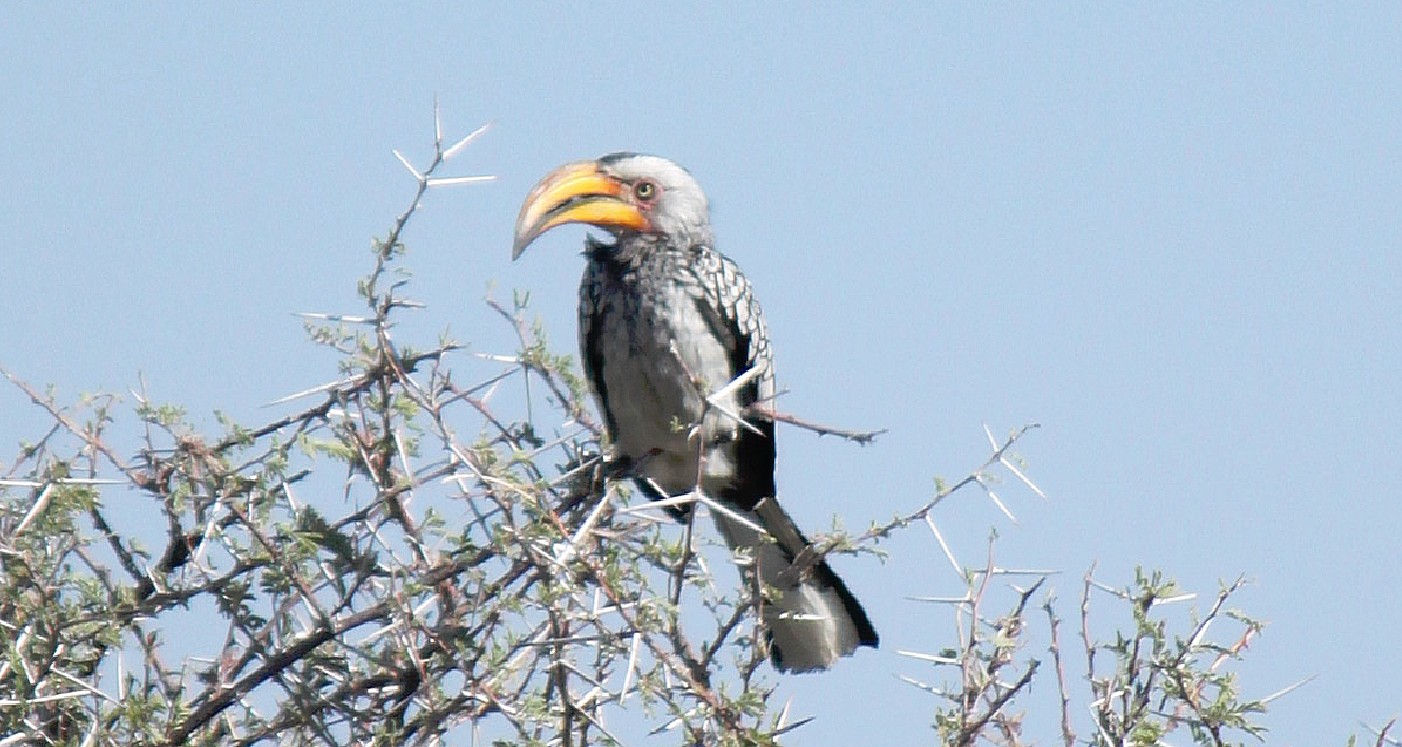 Namibie_Etosha4_2015_Img0121