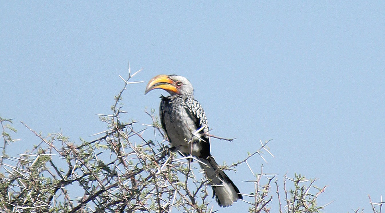 Namibie_Etosha4_2015_Img0122