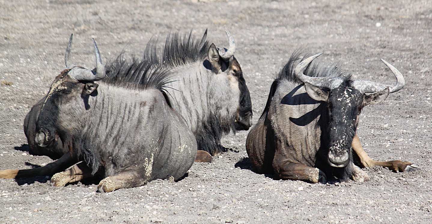 Namibie_Etosha4_2015_Img0124